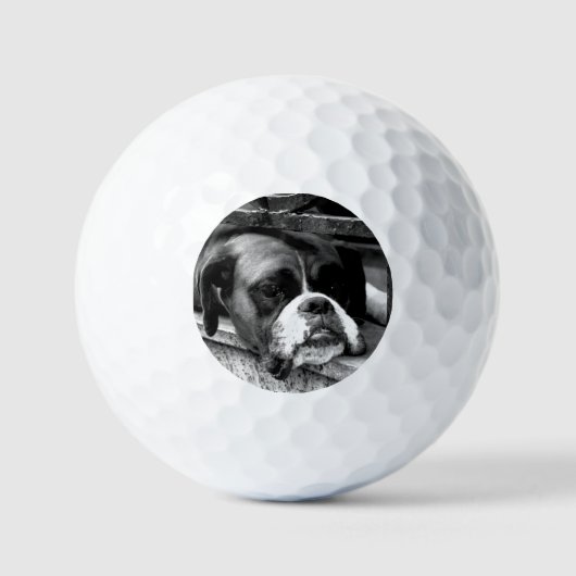 Bokser Hond Op Windowsill Va GBCNA Golfballen (Voorkant)