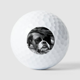 Bokser Hond Op Windowsill van GBCNM Golfballen