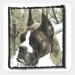 Bokser hond stickers
