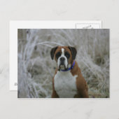 Bokser Hond Zittend in de Vorst Briefkaart (Voorkant / Achterkant)