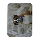 Bokser Hond Zittend in de Vorst Magneet (Verticaal)