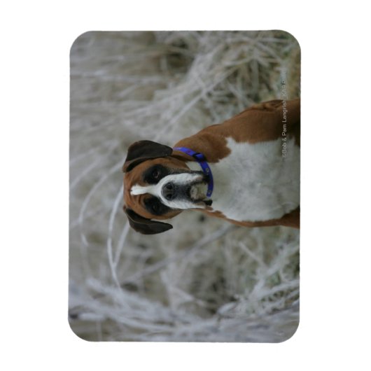 Bokser Hond Zittend in de Vorst Magneet (Verticaal)