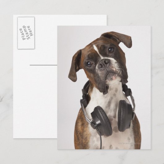 bokshond met hoofdtelefoon briefkaart (Voorkant / Achterkant)