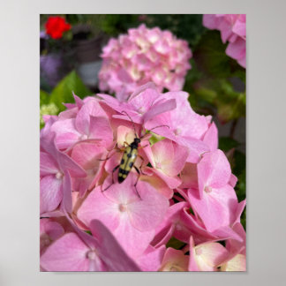 Boktor op roze Hydrangea Poster