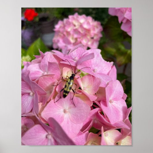 Boktor op roze Hydrangea Poster (Voorkant)