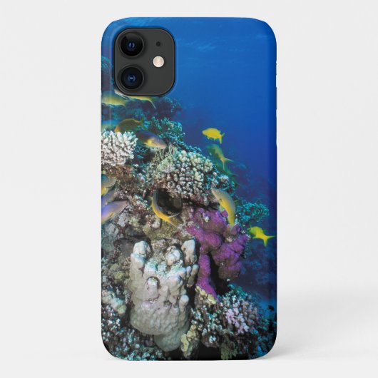Bokvis zwermen rond kleine koraal Case-Mate iPhone case (Achterkant)