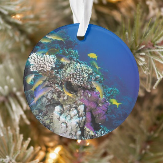 Bokvis zwermen rond kleine koraal ornament (Boom)