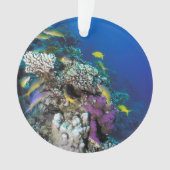 Bokvis zwermen rond kleine koraal ornament (voorkant)