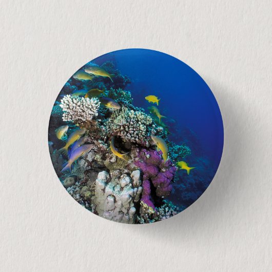 Bokvis zwermen rond kleine koraal ronde button 3,2 cm (Voorkant)