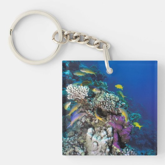 Bokvis zwermen rond kleine koraal sleutelhanger (Voorkant)