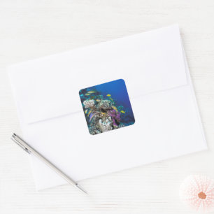 Bokvis zwermen rond kleine koraal vierkante sticker
