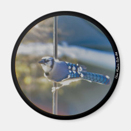 Bold Blue Jay magnet