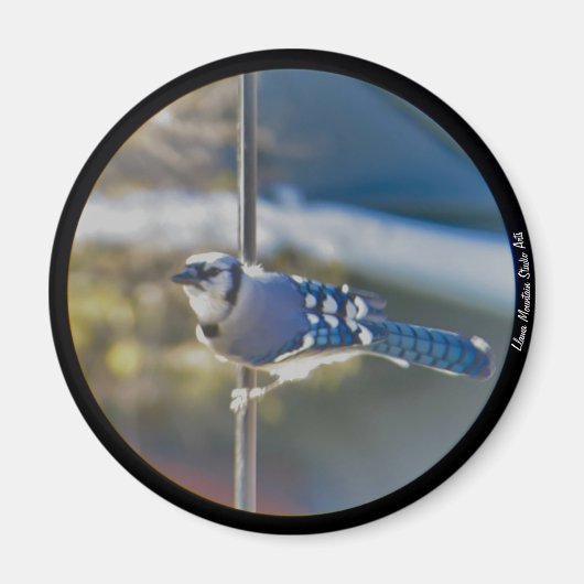 Bold Blue Jay magnet (Voorkant)