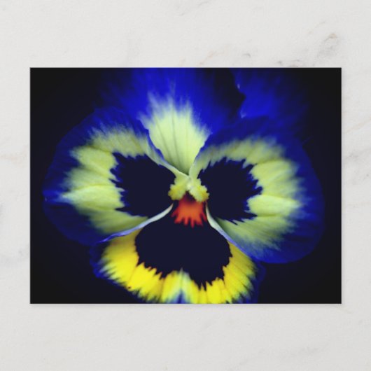 Bold Blue Pansy Flower Photography  Briefkaart (Voorkant)