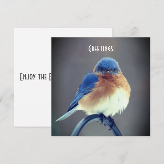 Bold Bluebird (Voorkant / Achterkant)