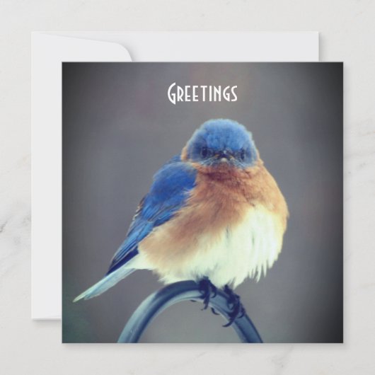 Bold Bluebird (Voorkant)