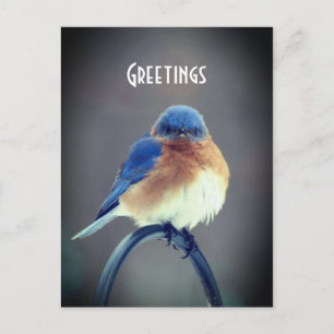 Bold Bluebird Briefkaart