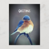Bold Bluebird Briefkaart (Voorkant)