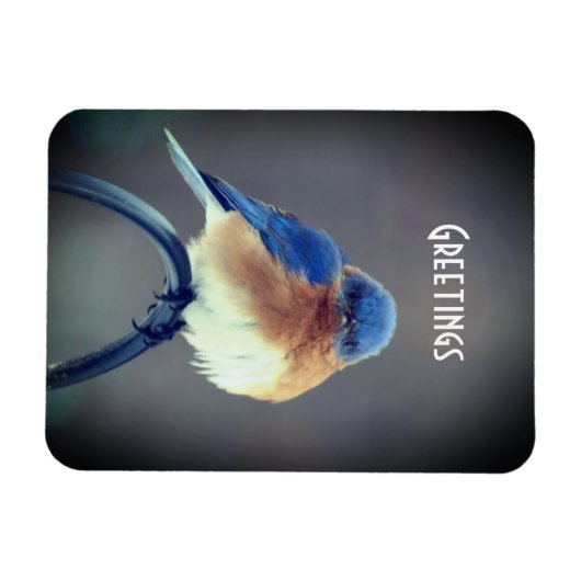 Bold Bluebird Magneet (Horizontaal)