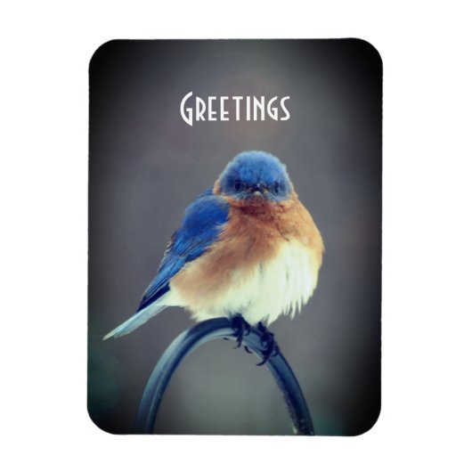 Bold Bluebird Magneet (Verticaal)
