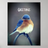 Bold Bluebird Poster (Voorkant)