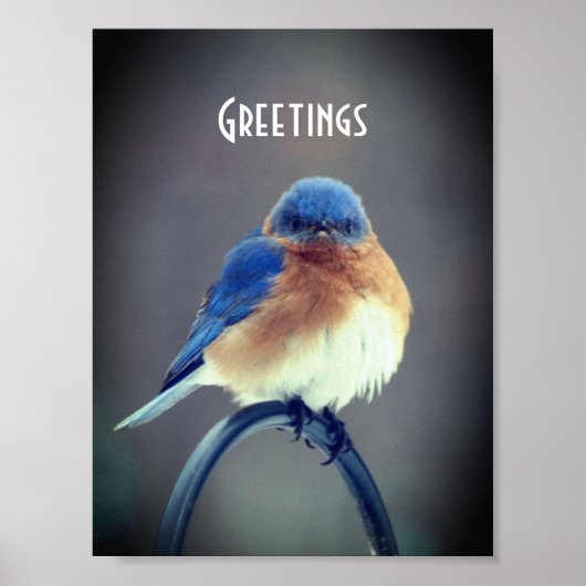 Bold Bluebird Poster (Voorkant)