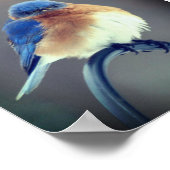 Bold Bluebird Poster (Hoek)