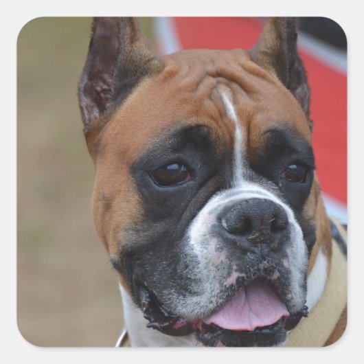 Bold Boxer Vierkante Sticker (Voorkant)