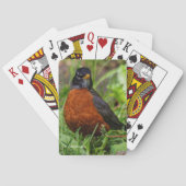 Bold Curious American Robin in Green Grass Pokerkaarten (Achterkant)