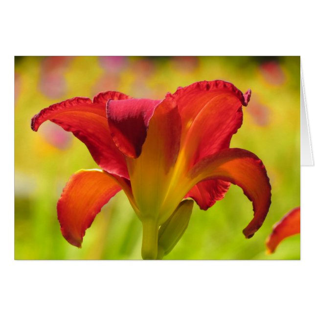 Bold Lily - Daylily (Voorkant Horizontaal)