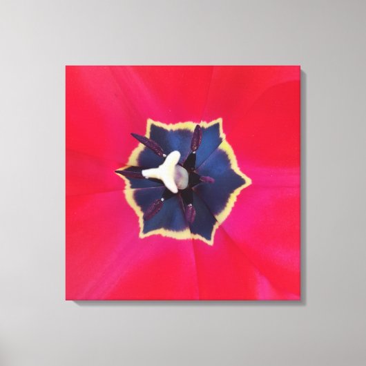 Bold Red Tulp Flower Macro Natuur Canvas Afdruk (Voorkant)