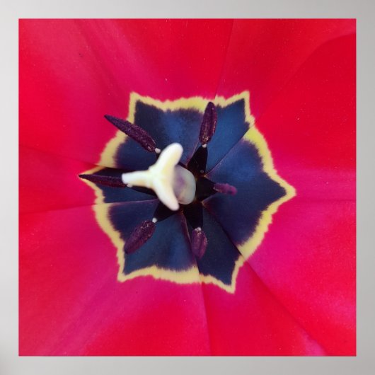 Bold Red Tulp Flower Macro Natuur Poster (Voorkant)