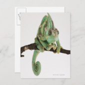 Boldkleurig kameleon met karakteristiek briefkaart (Voorkant / Achterkant)