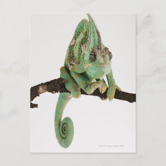Boldkleurig kameleon met karakteristiek briefkaart (Voorkant)