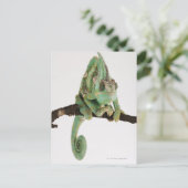 Boldkleurig kameleon met karakteristiek briefkaart (Staand voorkant)