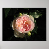 Bolero Hybrid Tea Roos 011 Poster (Voorkant)