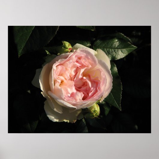 Bolero Hybrid Tea Roos 011 Poster (Voorkant)