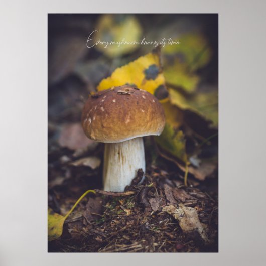 Bolete paddenstoel met gele bladeren poster (Voorkant)