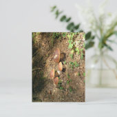 boletus briefkaart (Staand voorkant)