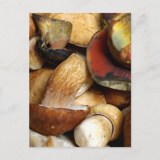 boletus briefkaart (Voorkant)