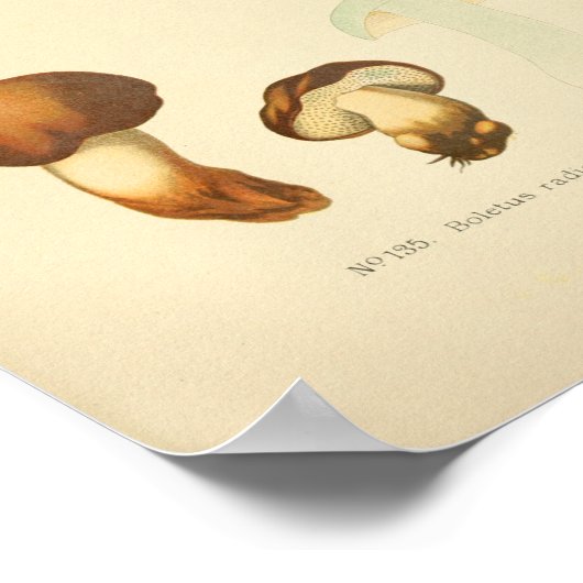 Boletus Brown-paddenstoelen Kunst print Frans (Hoek)
