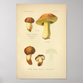  Boletus Brown-paddenstoelen Kunst print Frans (Voorkant)
