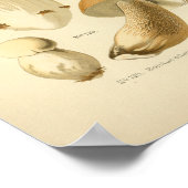  Boletus Brown-paddenstoelen Kunst print Frans (Hoek)