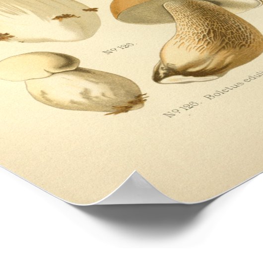  Boletus Brown-paddenstoelen Kunst print Frans (Hoek)