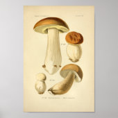  Boletus Brown-paddenstoelen Kunst print Frans (Voorkant)