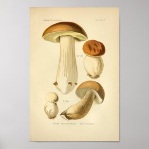  Boletus Brown-paddenstoelen Kunst print Frans