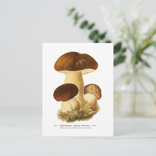 Boletus bulbosus briefkaart (Staand voorkant)