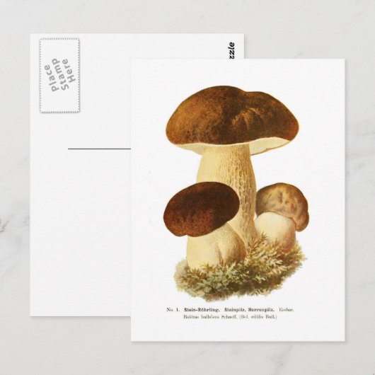 Boletus bulbosus briefkaart (Voorkant / Achterkant)