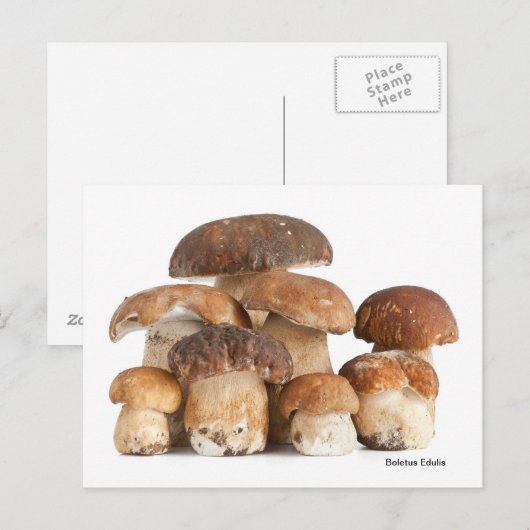 Boletus Edulis Briefkaart (Voorkant / Achterkant)