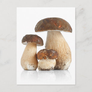 Boletus Edulis Briefkaart